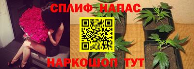 стаф Кингисепп